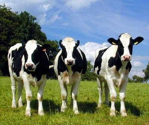 2016世界奶牛產(chǎn)業(yè)博覽會(huì)